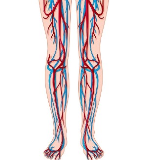 Posizione delle vene e delle arterie nelle gambe