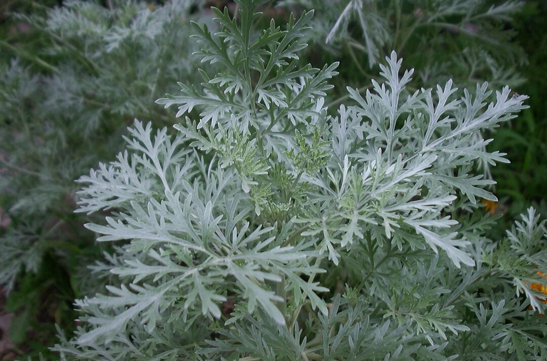 Wormwood contro vene varicose